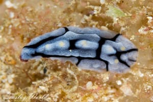 タテヒダイボウミウシ Phyllidia varicosa