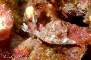 ヤマトユビウミウシ Bornella hermanni