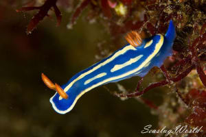 アオウミウシ Hypselodoris festiva