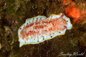 サラサウミウシ Goniobranchus sp.16