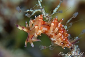 Coryphellina flamma