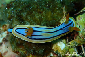 コールマンウミウシ Chromodoris colemani