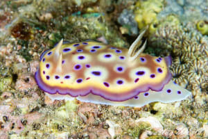 オトヒメウミウシ Goniobranchus kuniei