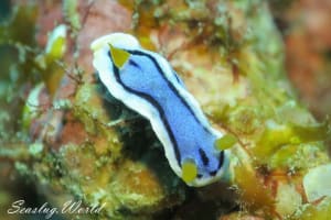 Chromodoris annae