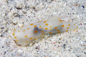 Gymnodoris ceylonica