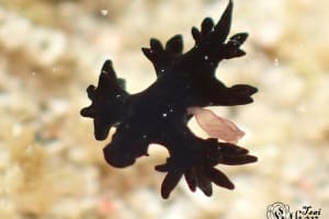 タイヘイヨウアオミノウミウシ Glaucilla marginata