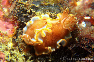 キャラメルウミウシ Glossodoris rufomarginata