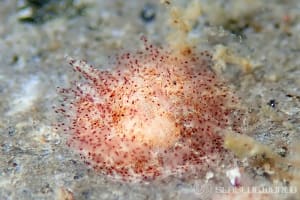 ナガヒゲイバラウミウシ Ceratodoris pilosa