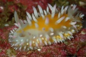 Cadlinella subornatissima