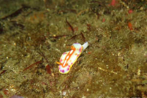 カナメイロウミウシ Hypselodoris kaname