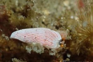 カメキオトメウミウシ Dermatobranchus primus