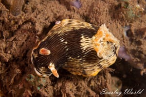 クロモドーリス・バラット Chromodoris balat