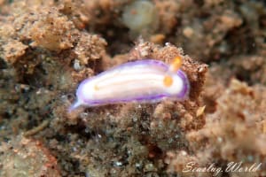 ヒュプセロドーリス・キャサリンアエ Hypselodoris katherinae