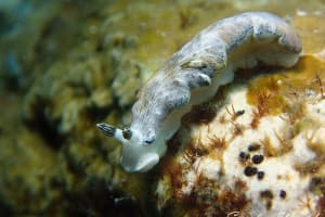 カキシブオトメウミウシ Dermatobranchus diagonalis