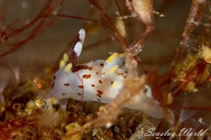 カリヤウミウシ Ancula kariyana