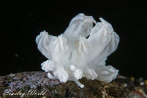 ラドマンミノウミウシ Phyllodesmium rudmani