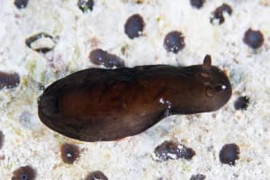 ホンクロシタナシウミウシ Dendrodoris nigra