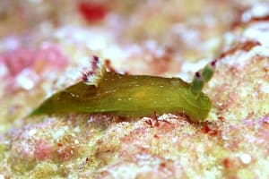 ニシキリュウグウウミウシ属の仲間 Tambja spp.