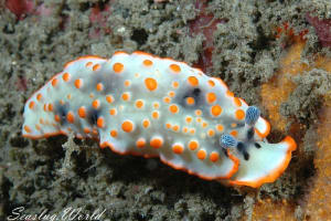 ハナオトメウミウシ Dermatobranchus ornatus