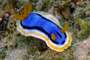 アンナウミウシ Chromodoris annae