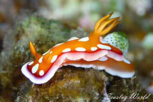 チギレユキイロウミウシ Hypselodoris babai