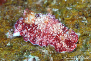 チリメンウミウシ Goniobranchus reticulatus