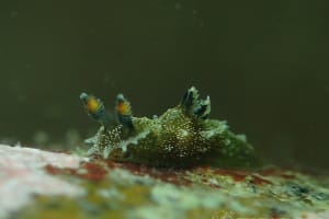 Polycera sp. 4