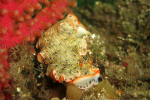 ホソジマオトメウミウシ Dermatobranchus nigropunctatus