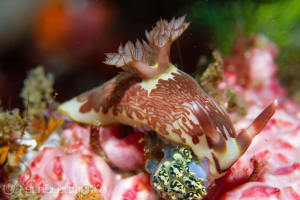 ネムブロータ・リネオラータ Nembrotha lineolata