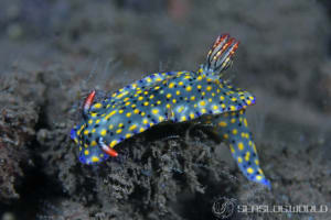 ヒュプセロドーリス・コンフェッティ Hypselodoris confetti