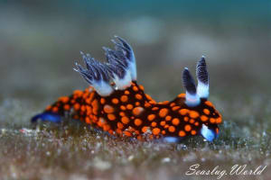 Nembrotha sp. 3