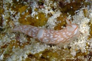 ザマミキヌハダウミウシ Gymnodoris sp. 6