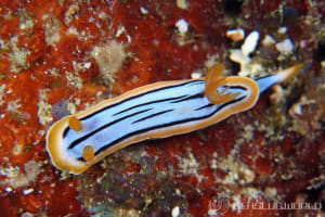 コールマンウミウシ Chromodoris colemani