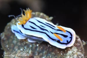 ミスジアオイロウミウシ Chromodoris lochi