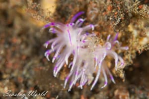 Unidentia sandramillenae