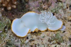 メレンゲウミウシ Ardeadoris egretta