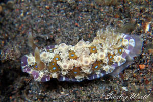 ミヤコウミウシ Dendrodoris krusensternii