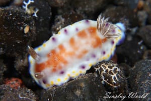 アカネコモンウミウシ Goniobranchus collingwoodi