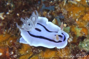 Chromodoris willani