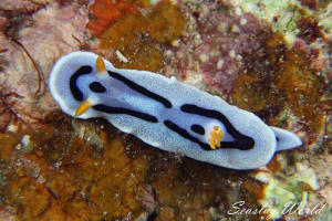 ダイアナウミウシ Chromodoris alcalai
          loading=