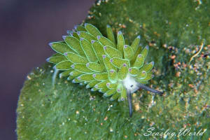 Costasiella sp. 3