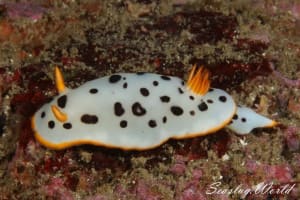 シロウミウシ Goniobranchus orientalis