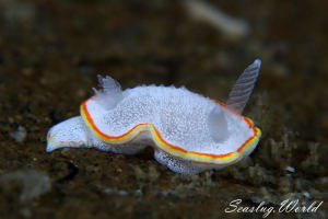 ミツイラメリウミウシ Diaphorodoris mitsuii