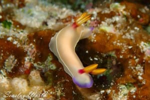 ゾウゲイロウミウシ Hypselodoris bullockii