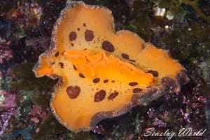 クモガタウミウシ Platydoris ellioti