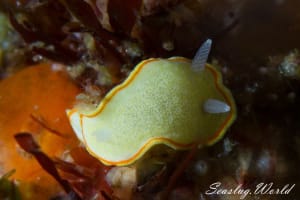 ミツイラメリウミウシ Diaphorodoris mitsuii