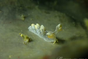 ヤマトユビウミウシ Bornella hermanni