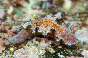 Glossodoris cf. cincta