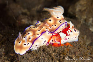 マダライロウミウシ Hypselodoris tryoni
          loading=