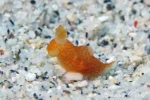 キヌハダウミウシ属の一種 16 Gymnodoris sp.16